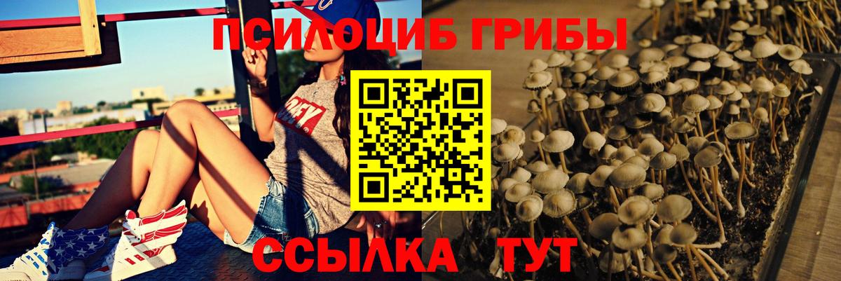 Псилоцибиновые грибы GOLDEN TEACHER  Вход с VPN  купить наркотик  Балтийск 